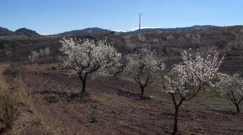 FINCA RÚSTICA EN ORTILLO, immagine 3