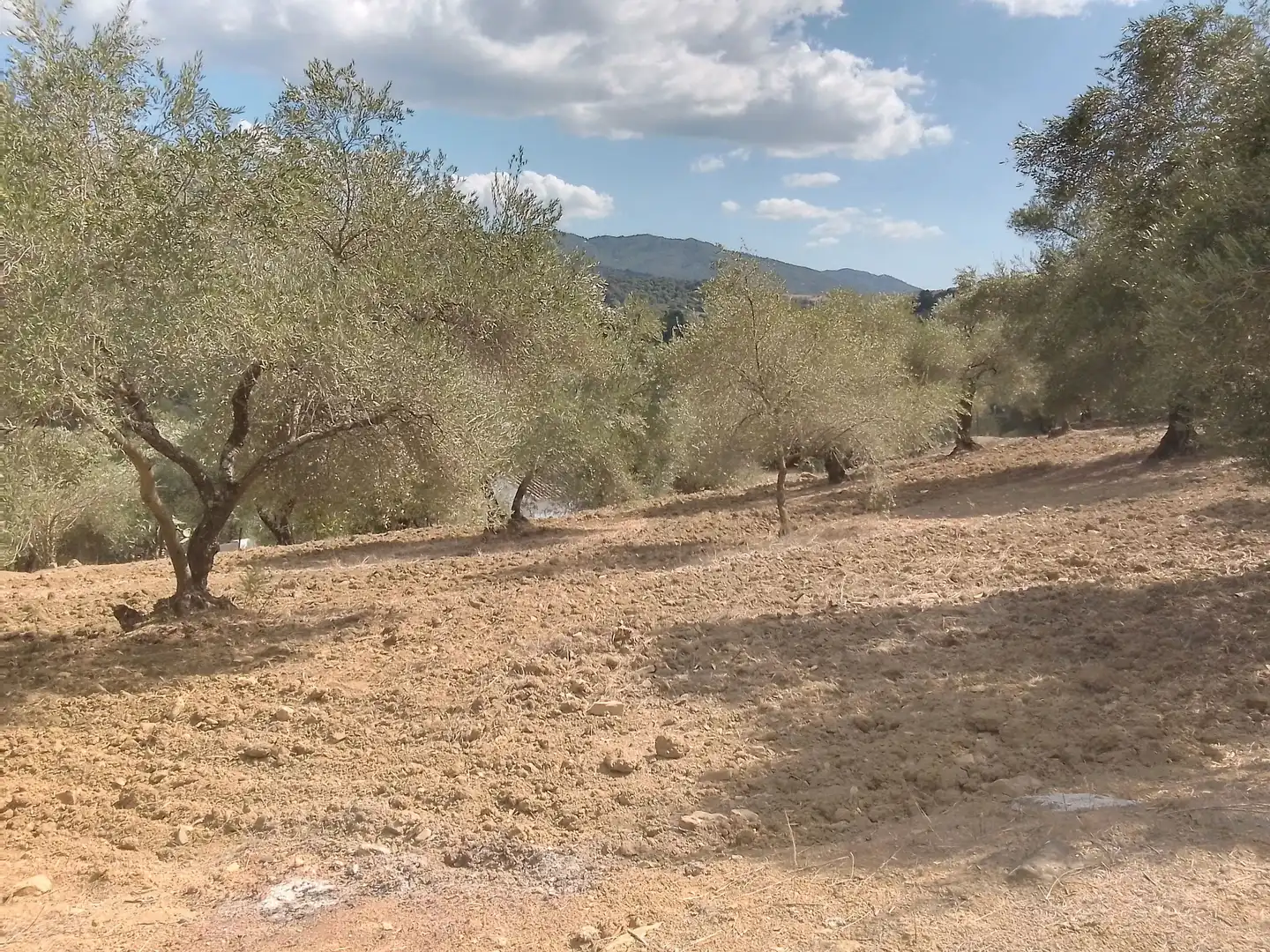 Terrain rustique à vendre à Cortes de la Frontera, imagen 35