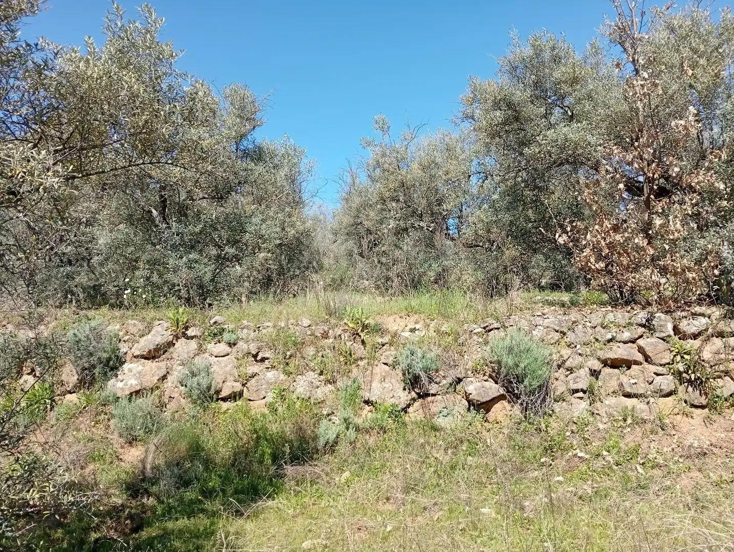 Terreni e lotti in vendita a Valverde de la Vera, imagen 31
