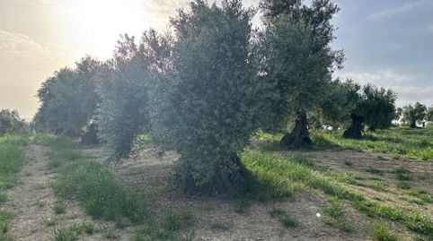 Foto 5 de Finca rústica en venta en Bujalance, Córdoba