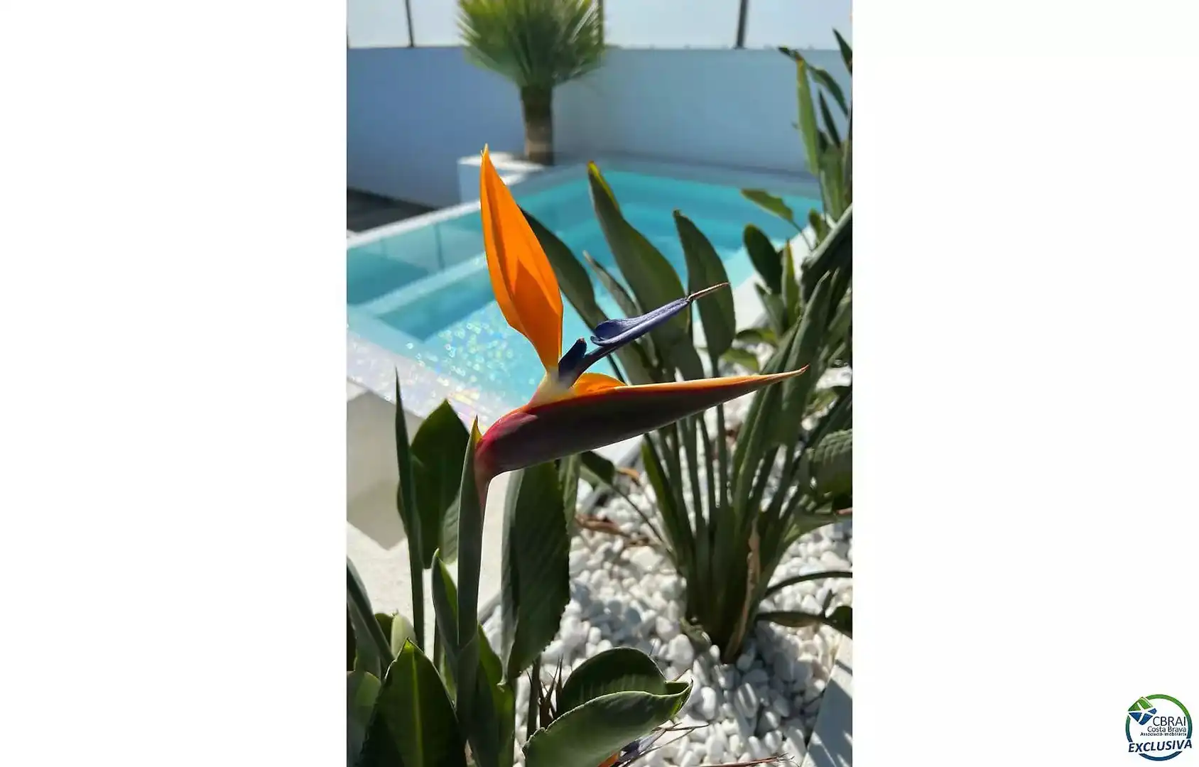 House with pool for sale in Carrer Falconera 24, imagen 9