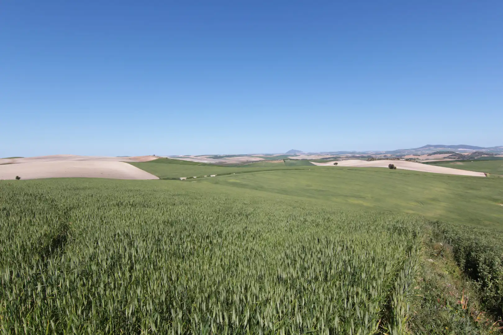 Terreno en venta en Utrera