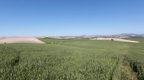 Foto 4 de Terreno en venta en Pedanías Sur, Utrera