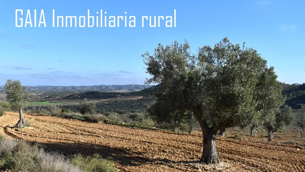 Terreni e lotti in vendita a Maella