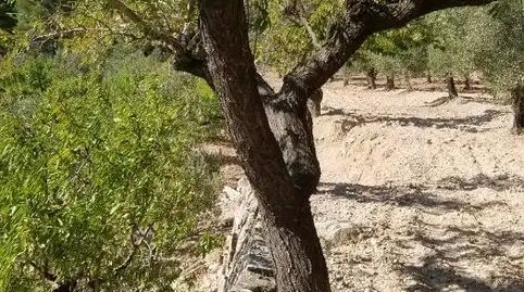 Foto 5 de Finca rústica en venda a Carrer Barcelona, Valletes - Xiribecs, Amposta