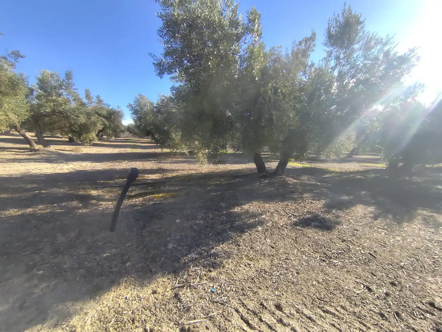 Terrenos y solares en venta en Úbeda, imagen 9