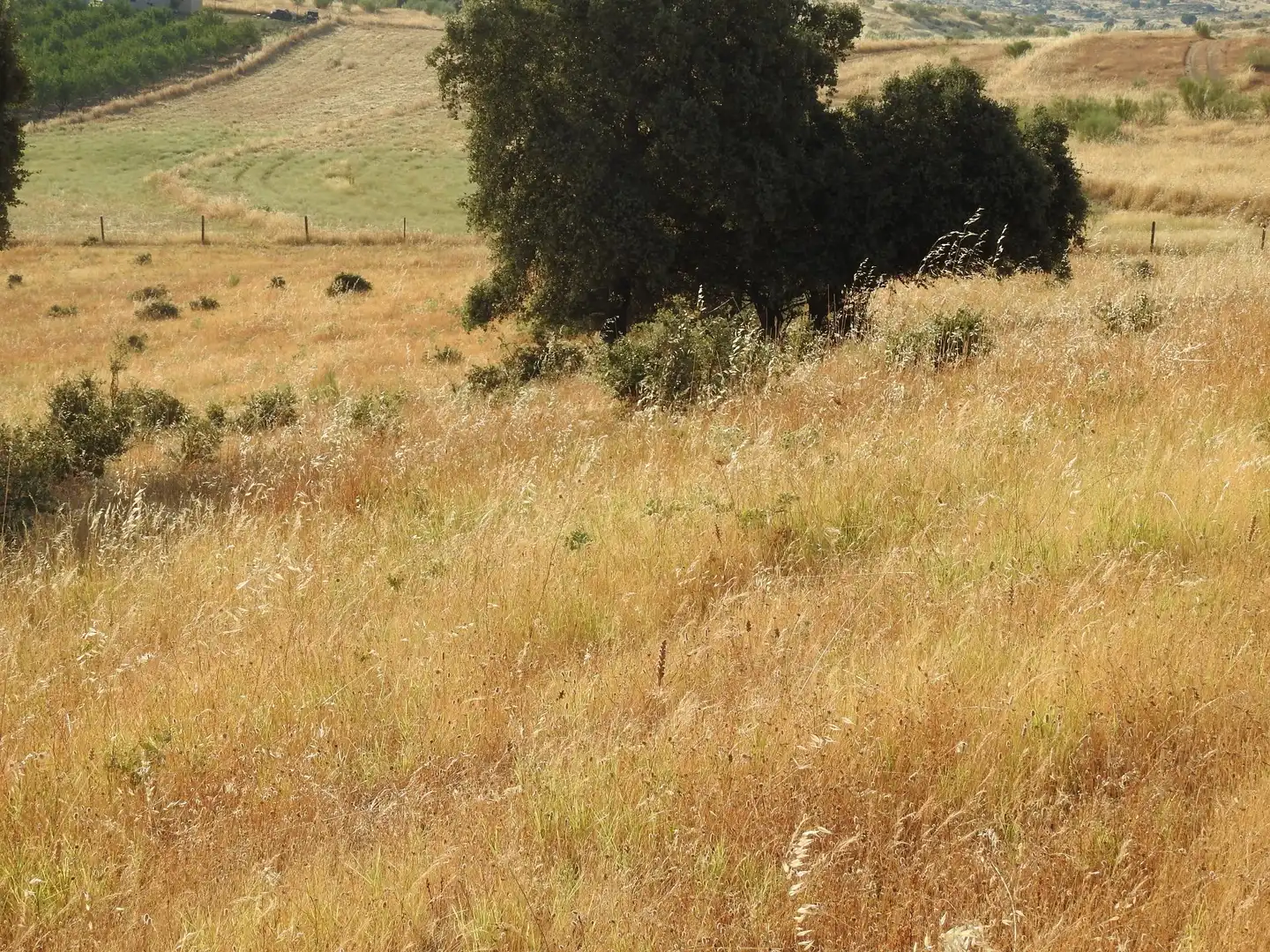 Land for sale in Villar del Pedroso