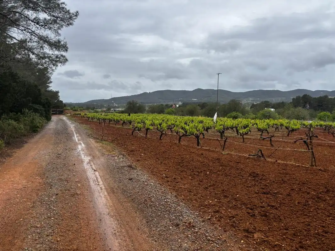 Exterior view of Land for sale in Sant Joan de Labritja