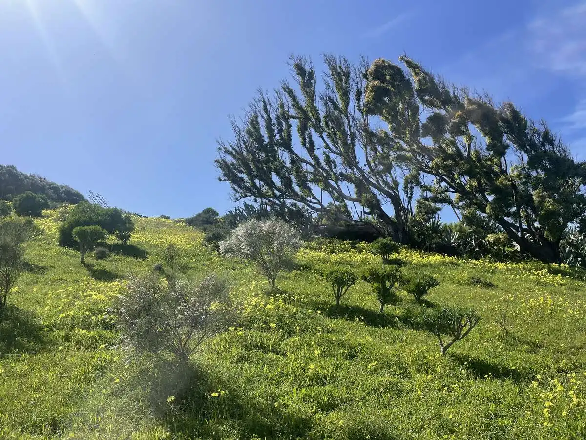 Rural land for sale in Caserones - La Higuera, imagen 3