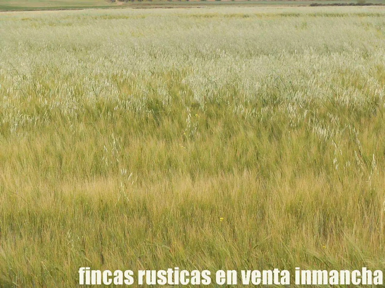 Terreny rústic en venda a Alcázar de San Juan