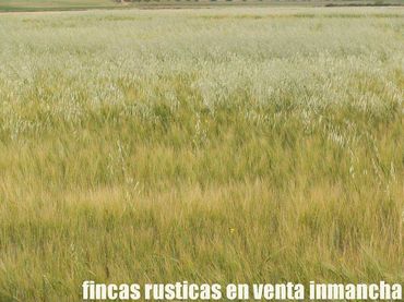 Terreno rustico in vendita a Alcázar de San Juan