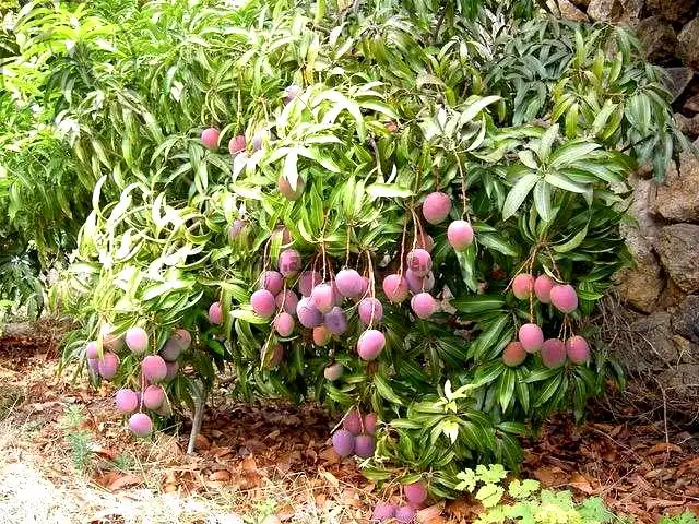 Jardín de Finca rústica en venta en Vallehermoso con Aire acondicionado, Calefacción y Jardín privado