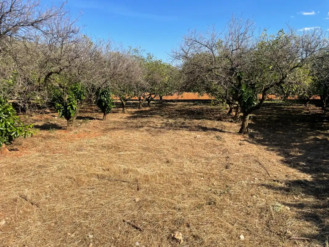 Terrain rustique à vendre à Partida Bases 254, imagen 12