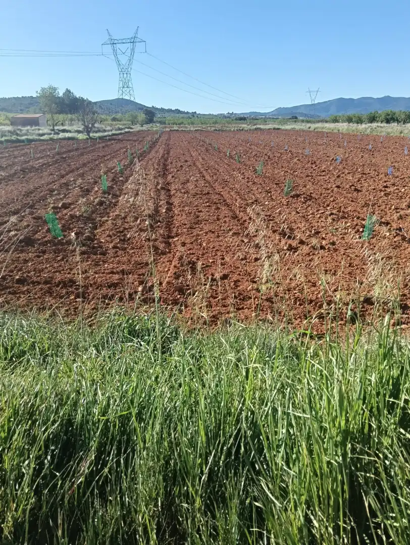 Terreny rústic en venda a Benlloc, imagen 6