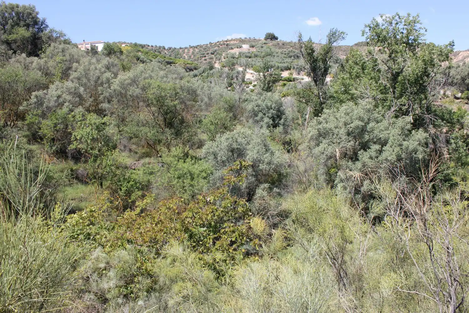 Terreni e lotti in vendita a andalucia, imagen 9