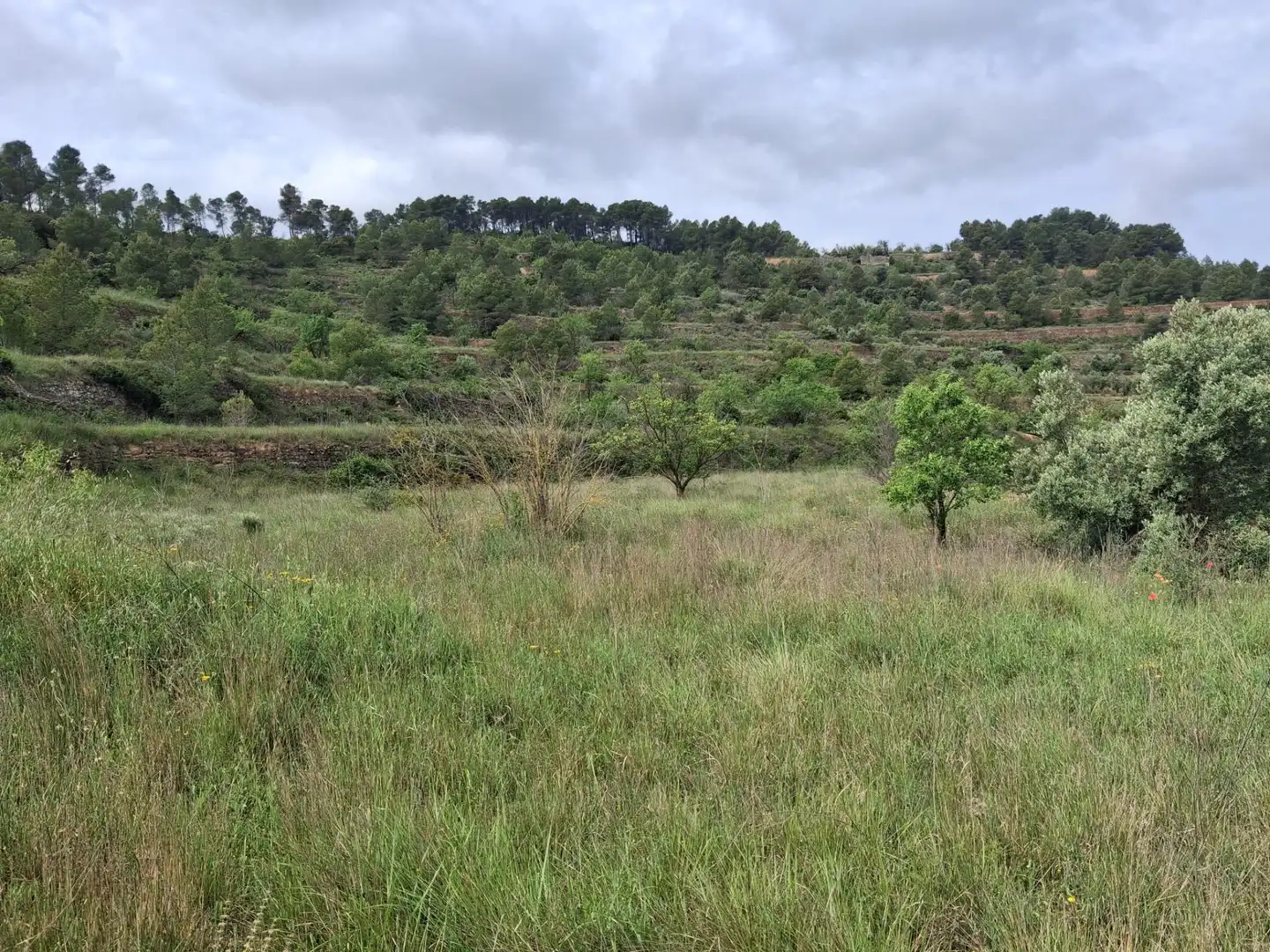 Rural land for sale in Gandesa, imagen 41