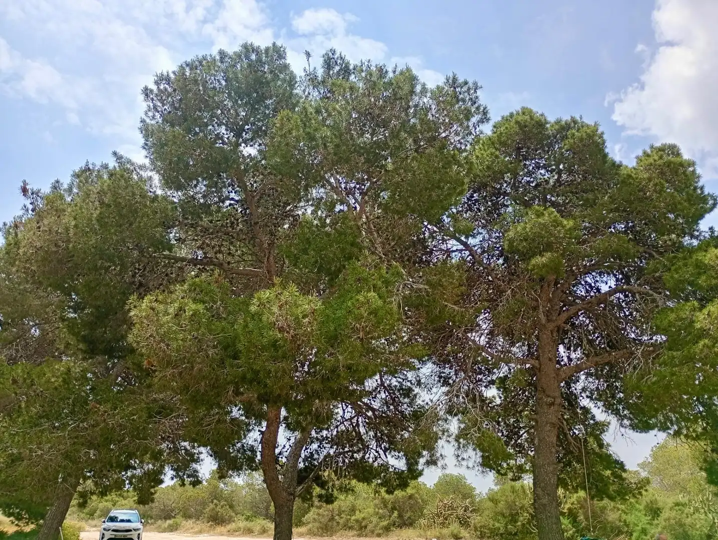 Casa o chalet en venta en Elche / Elx con Jardín privado y Trastero