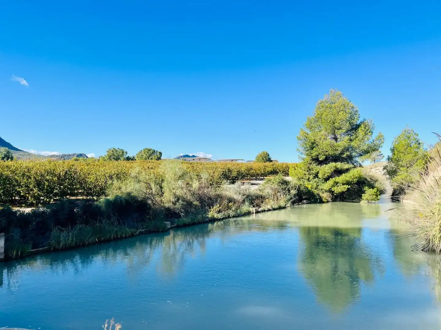 Vista exterior de Casa o chalet en venta en Cieza con Calefacción, Jardín privado y Trastero