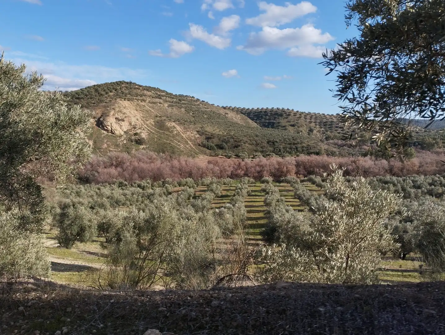 Rural land for sale in Calle Río Anzur, imagen 14
