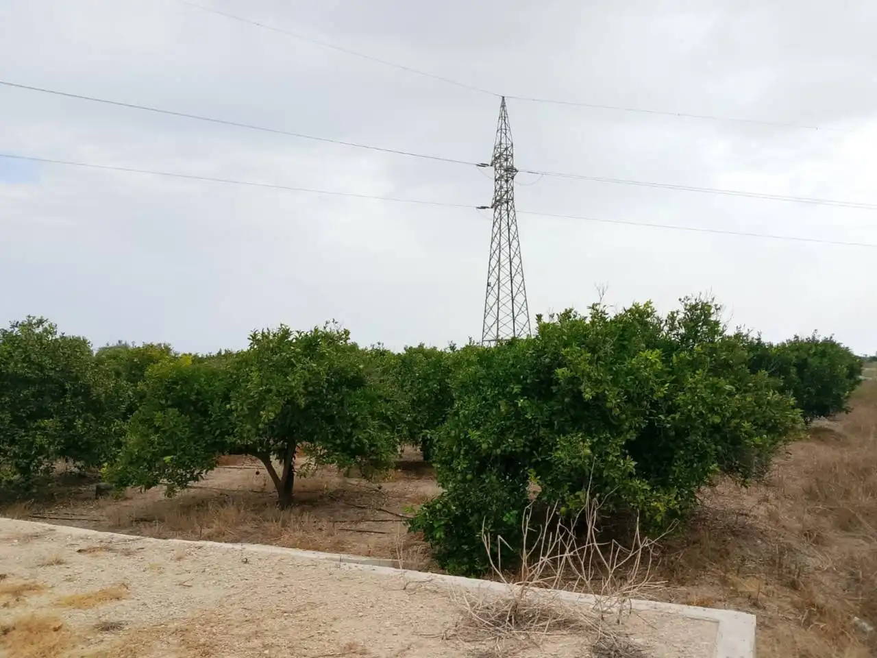 Terreny rústic en venda a Carretera Nazaret a Oliva 670, imagen 3