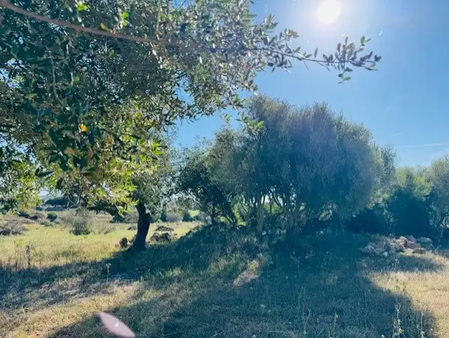 Land for sale in Manacor