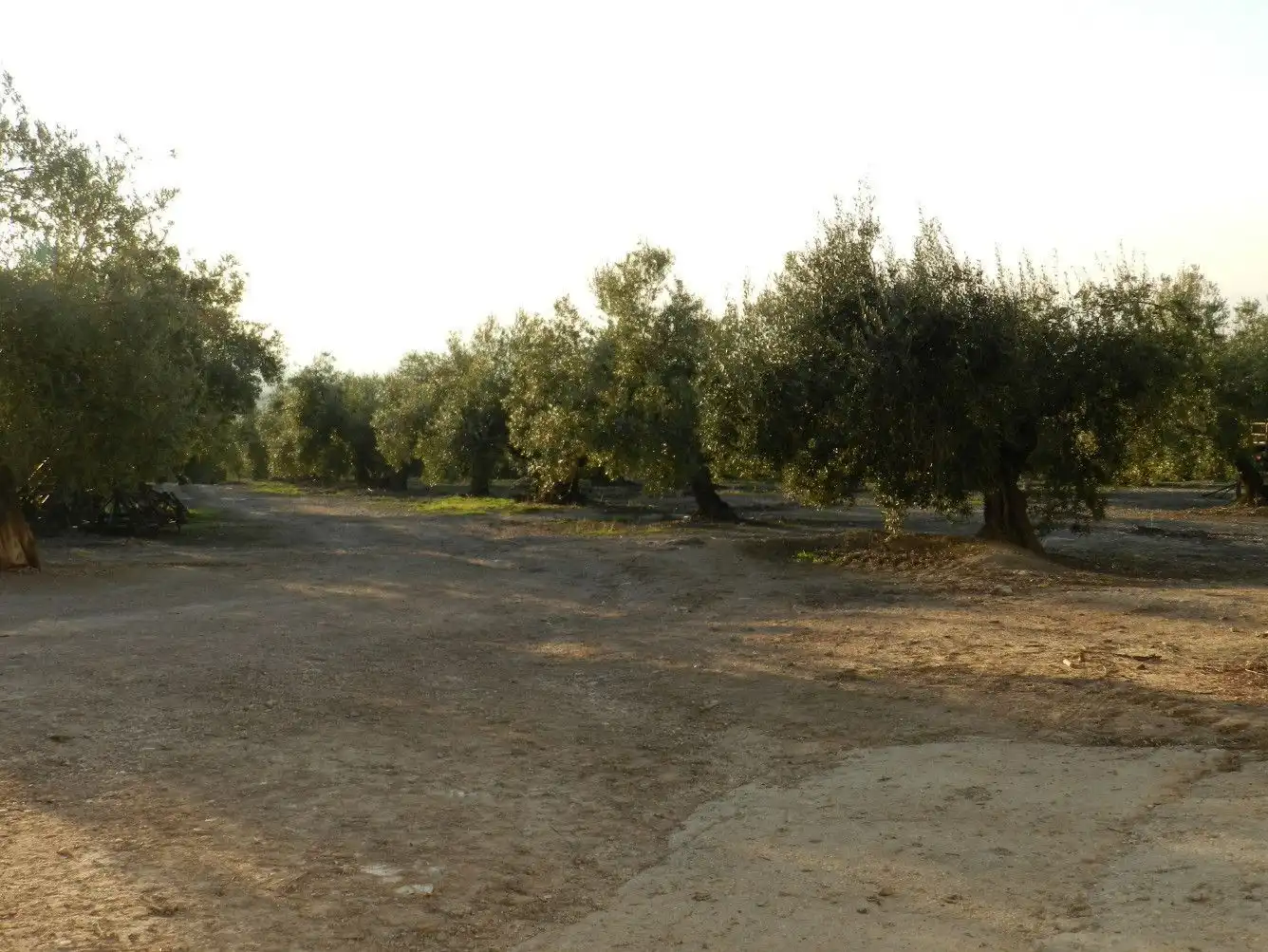 Terreni e lotti in vendita a Villanueva de la Reina, imagen 4