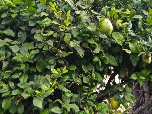 Jardí de Pis en venda en Orihuela amb Aire condicionat i Terrassa