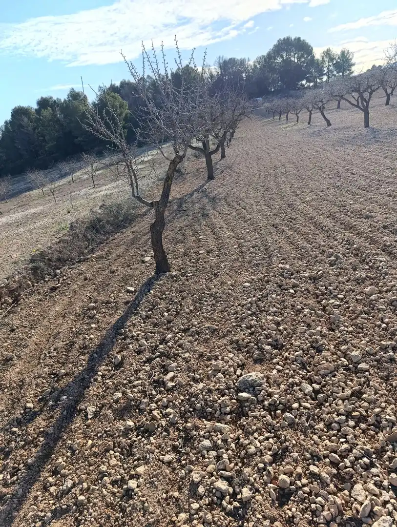 Terreny rústic en venda a Ribera de Molina - Torrealta, imagen 3