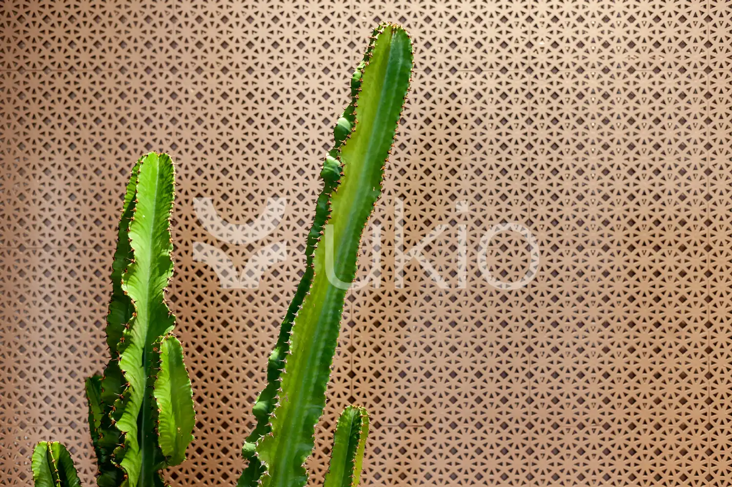 Garten von Dachboden zur Miete in Barcelona mit Klimaanlage, Terrasse und Möbliert