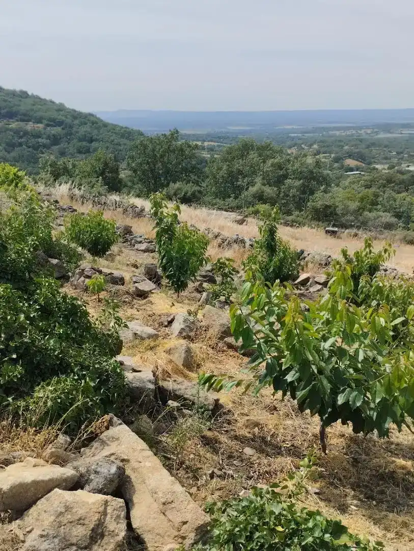 Finca rústica en venta en Pasarón de la Vera