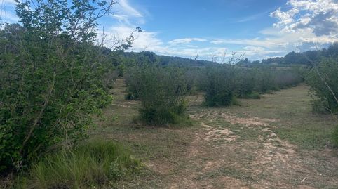 AGROCAT COMERCIALIZA FINCA RUSTICA DE 3’7 HECTÁREAS EN PERAFORT.TARRAGONA, immagine 5