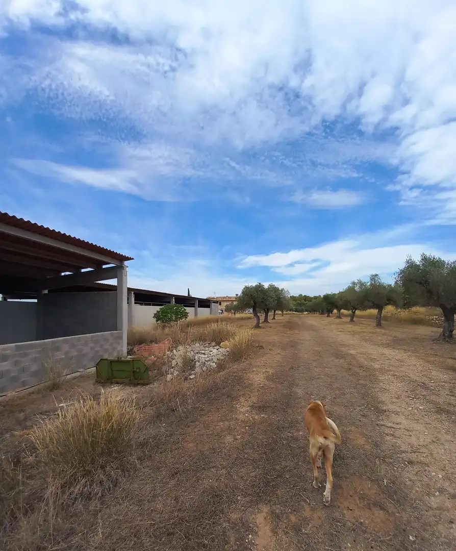 Finca rústica en venta en Tivissa