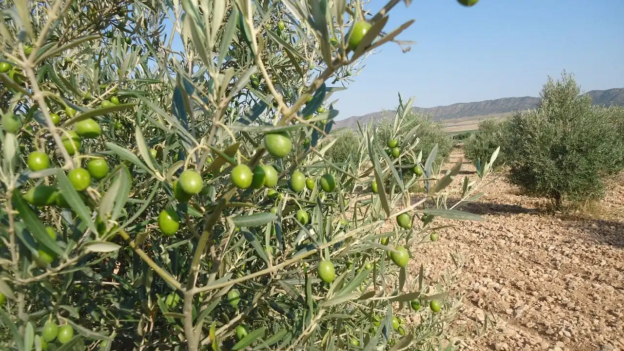 Terreni e lotti in vendita a Yecla