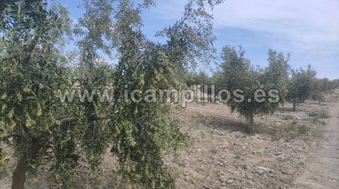 OLIVAR JOVEN DE 1 PIE, DOS FANEGAS, immagine 4
