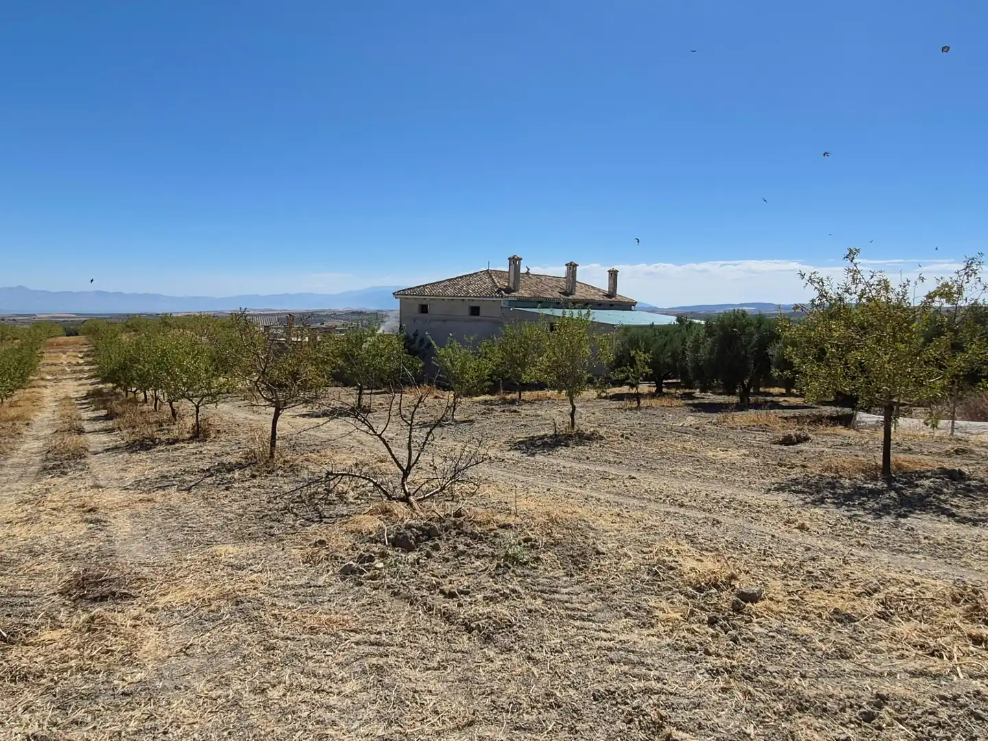 Terreny rústic en venda a Alhama de Granada, imagen 4