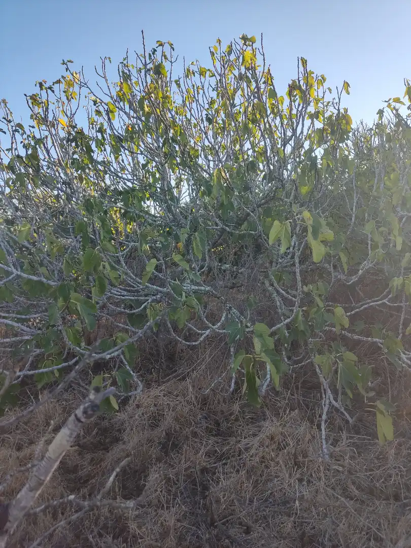 Land for sale in Conil de la Frontera