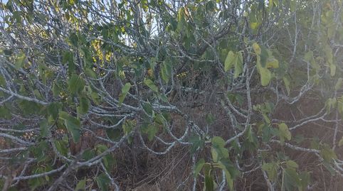 Photo 5 of Land for sale in Carretera las Parcelas de Roche, Roche, Conil de la Frontera