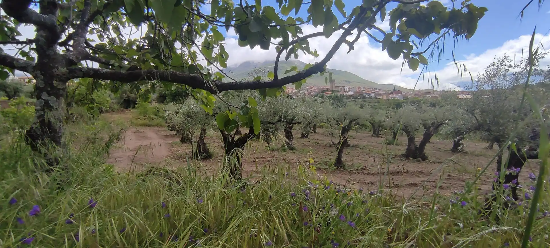 Terreni e lotti in vendita a Jarandilla de la Vera, imagen 10