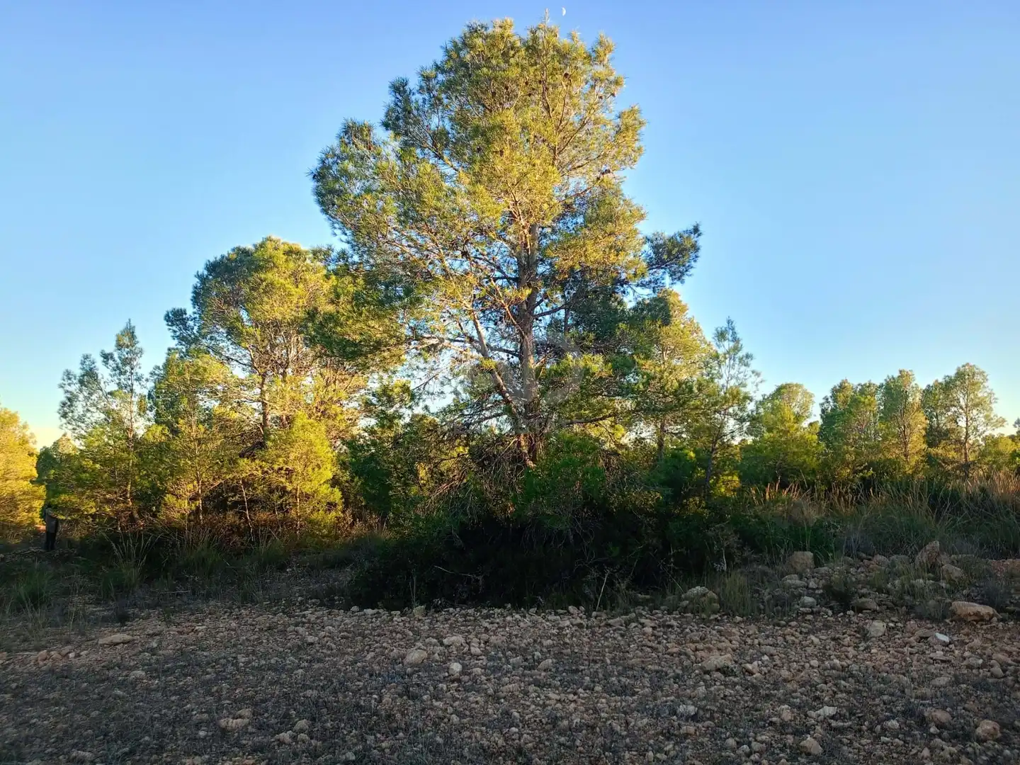 Terreno en venta en Lorca