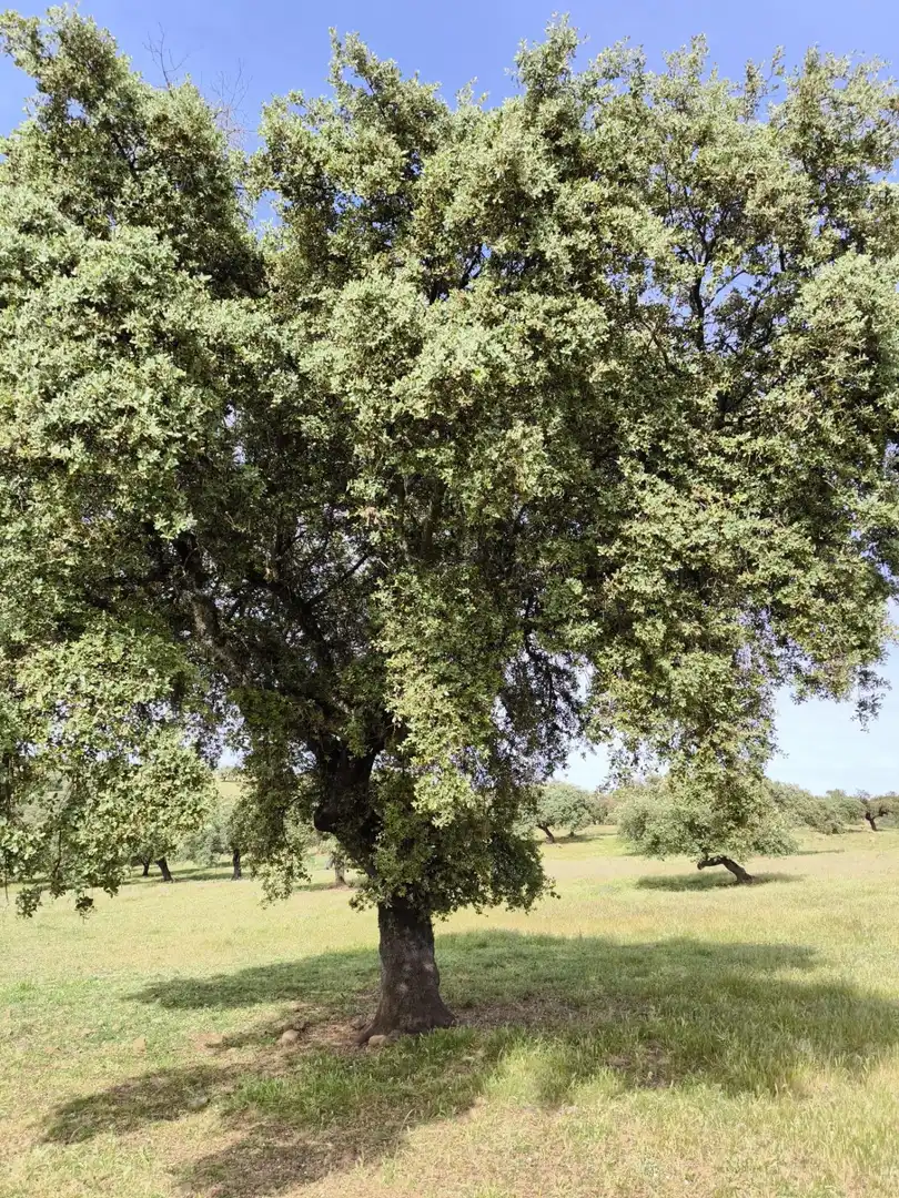 Rural land for sale in Fuente Obejuna, imagen 14