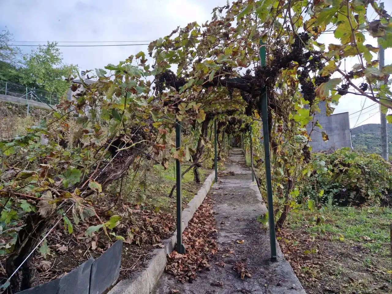 Jardí de Casa o xalet en venda en Petín