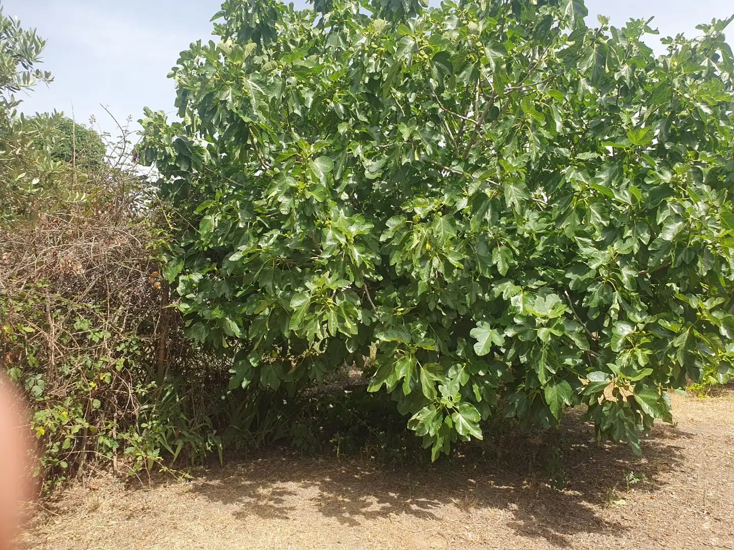 Residencial en venda en Serranillos del Valle