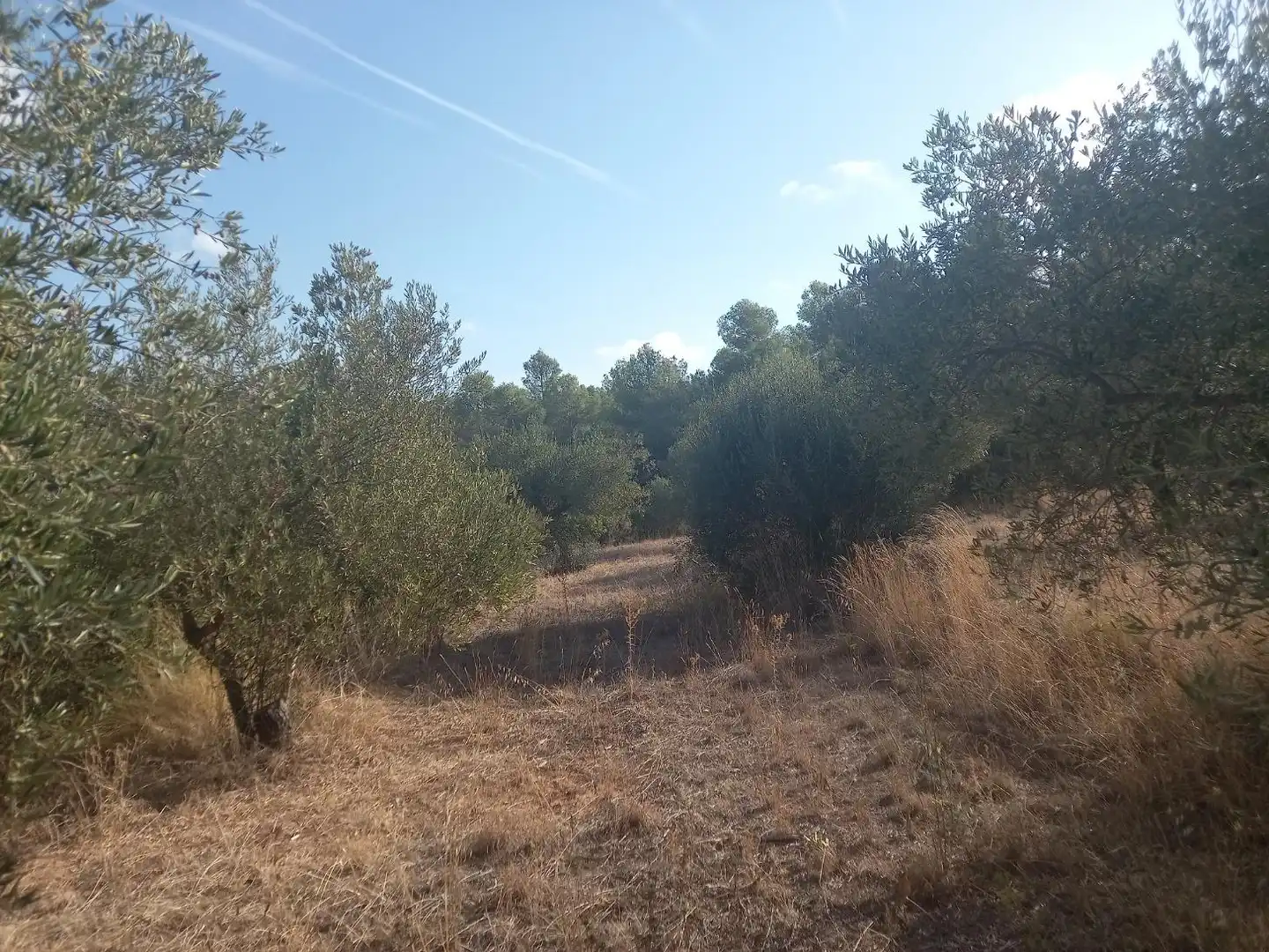 Terreno en venta en La Torre de l'Espanyol