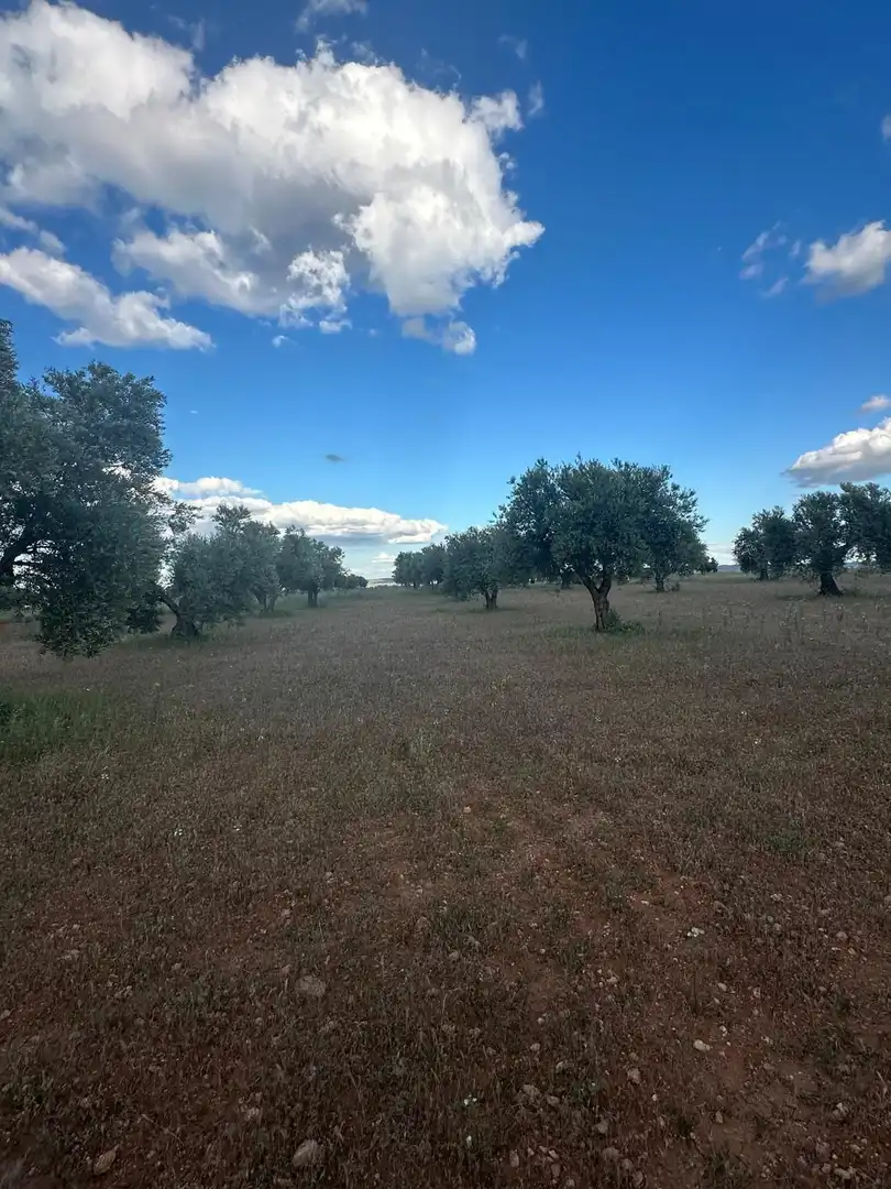 Terreno rústico en venta en Boca Zorra, imagen 4