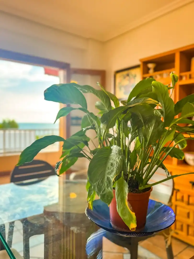 Apartament de lloguer a Calas Santa Pola Este