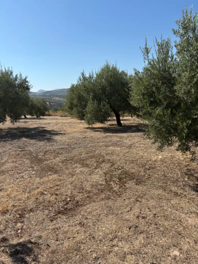 Terreno rustico in vendita a Baena, imagen 3