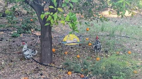 Photo 4 of House or chalet for sale in Totana, Murcia