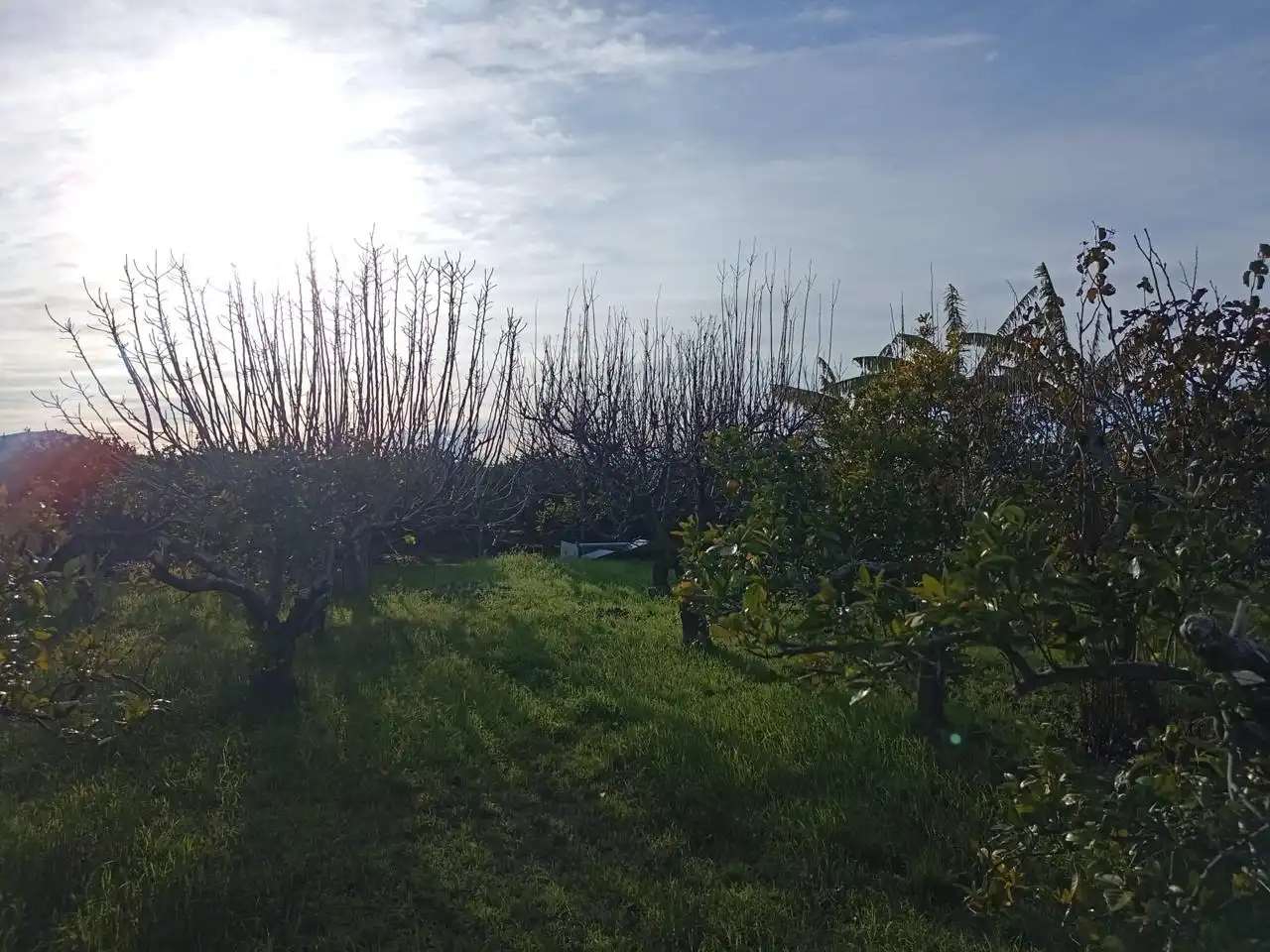 Country homes for sale in Sueca