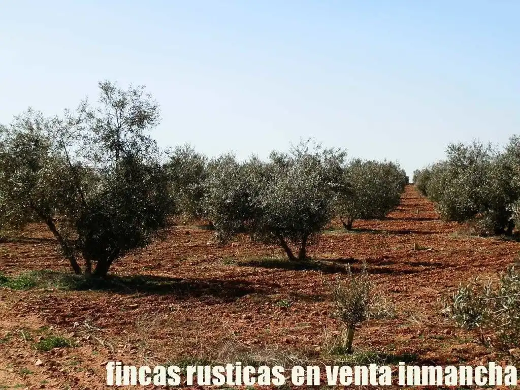 Rural land for sale in Valdepeñas, imagen 2