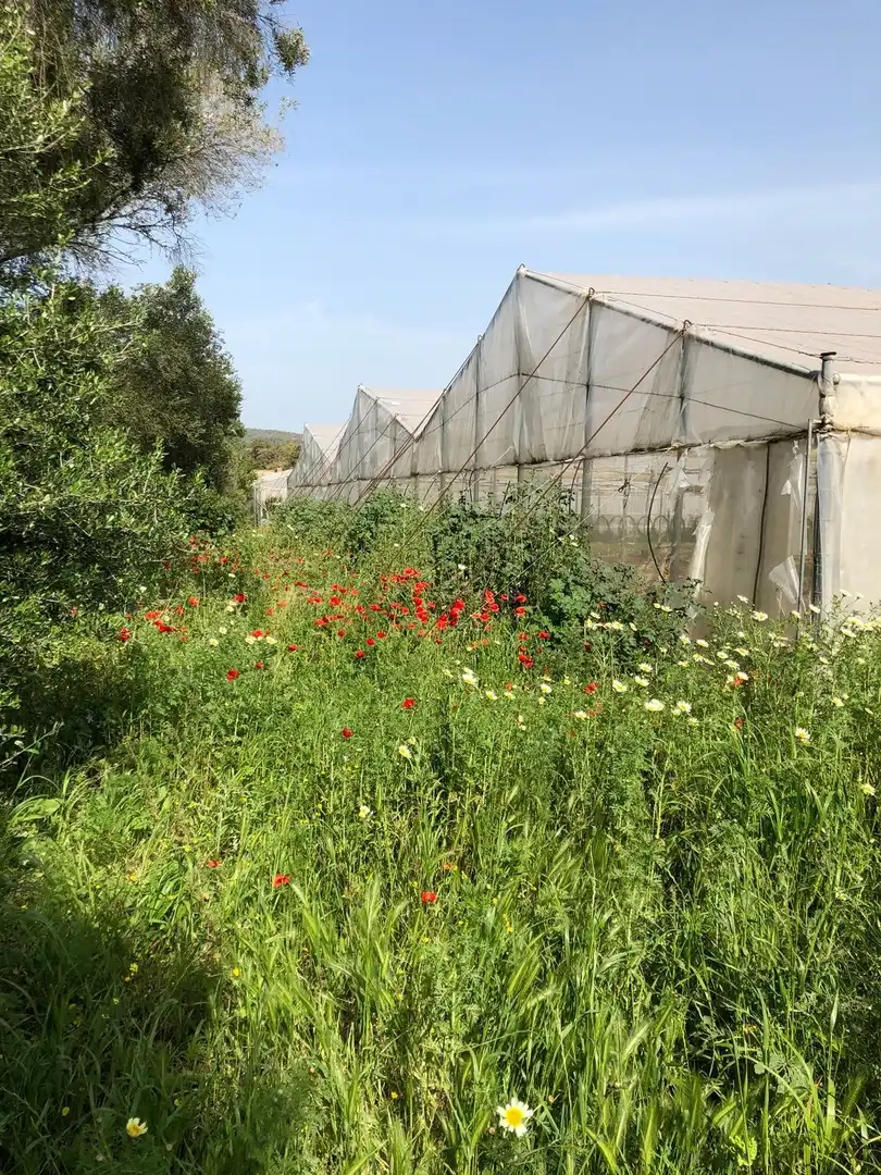 Terreni e lotti in vendita a Barbate ciudad, imagen 28